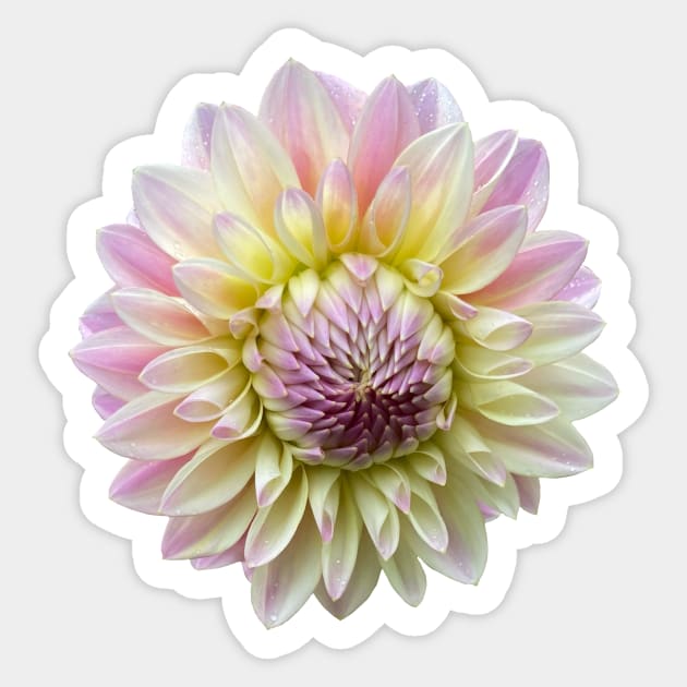 Coralie Dahlia Flower Sticker by DandelionDays